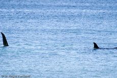Orca (46 von 59).jpg